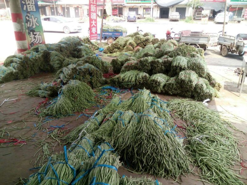 露地长豆角60厘米以上