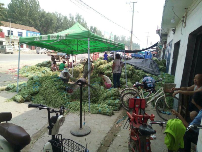 露地长豆角60厘米以上