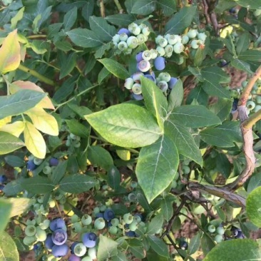 蓝莓鲜果12~14mm以上