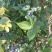 蓝莓鲜果12~14mm以上