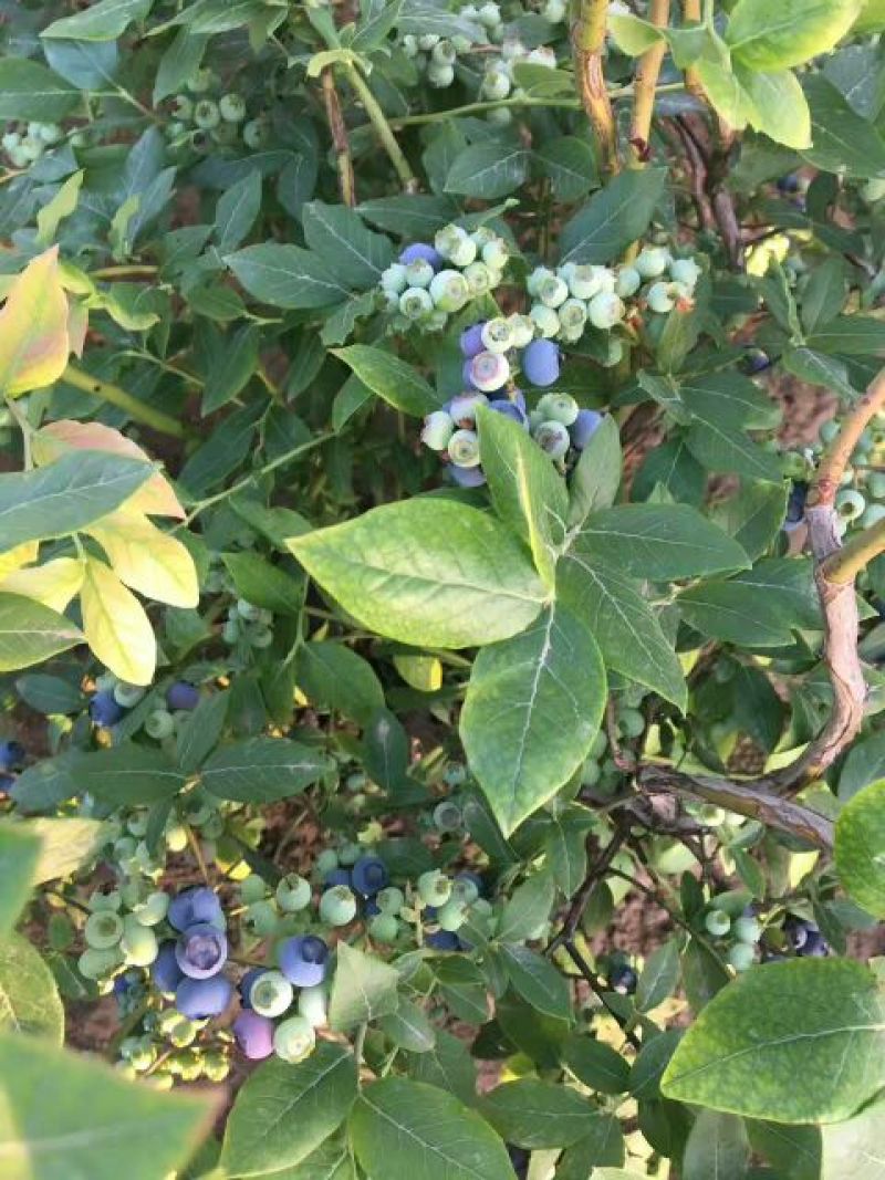 蓝莓鲜果12~14mm以上