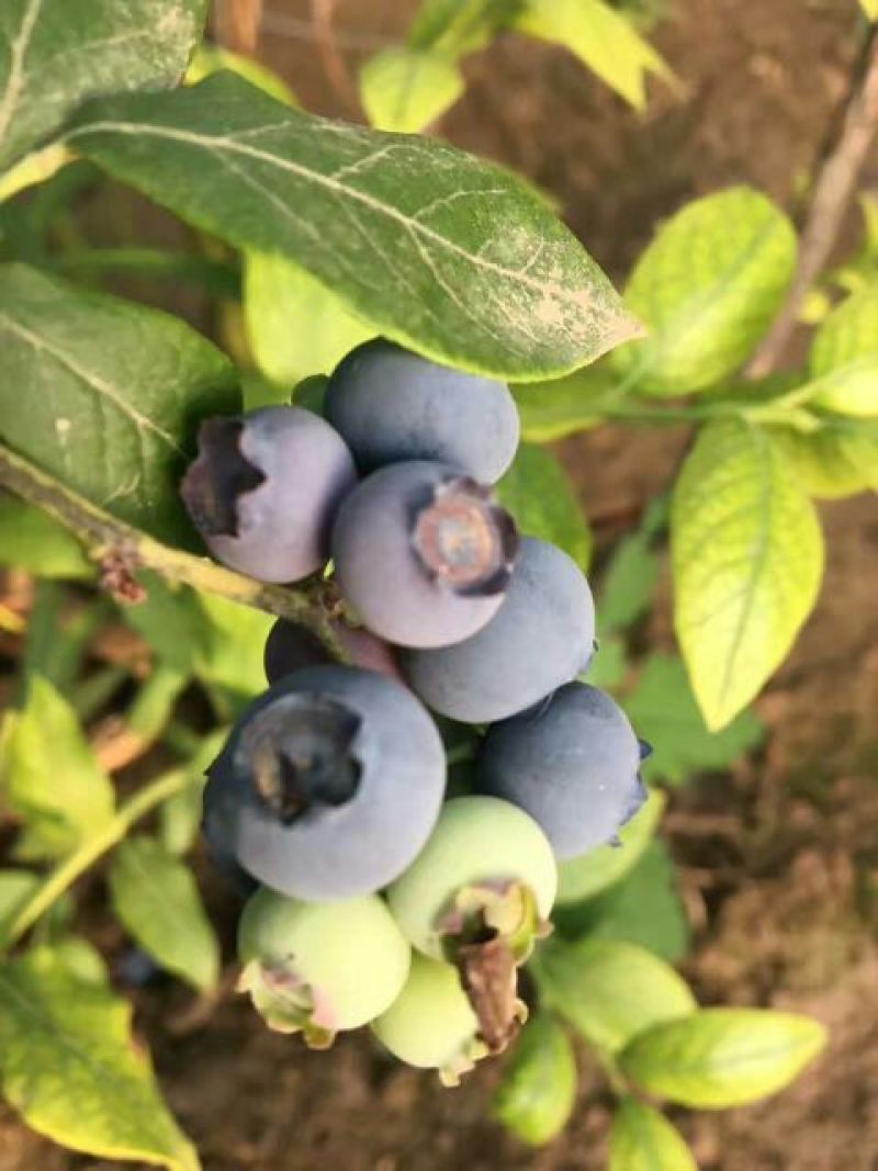 蓝莓鲜果12~14mm以上