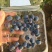 蓝莓鲜果12~14mm以上