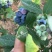 蓝莓鲜果12~14mm以上