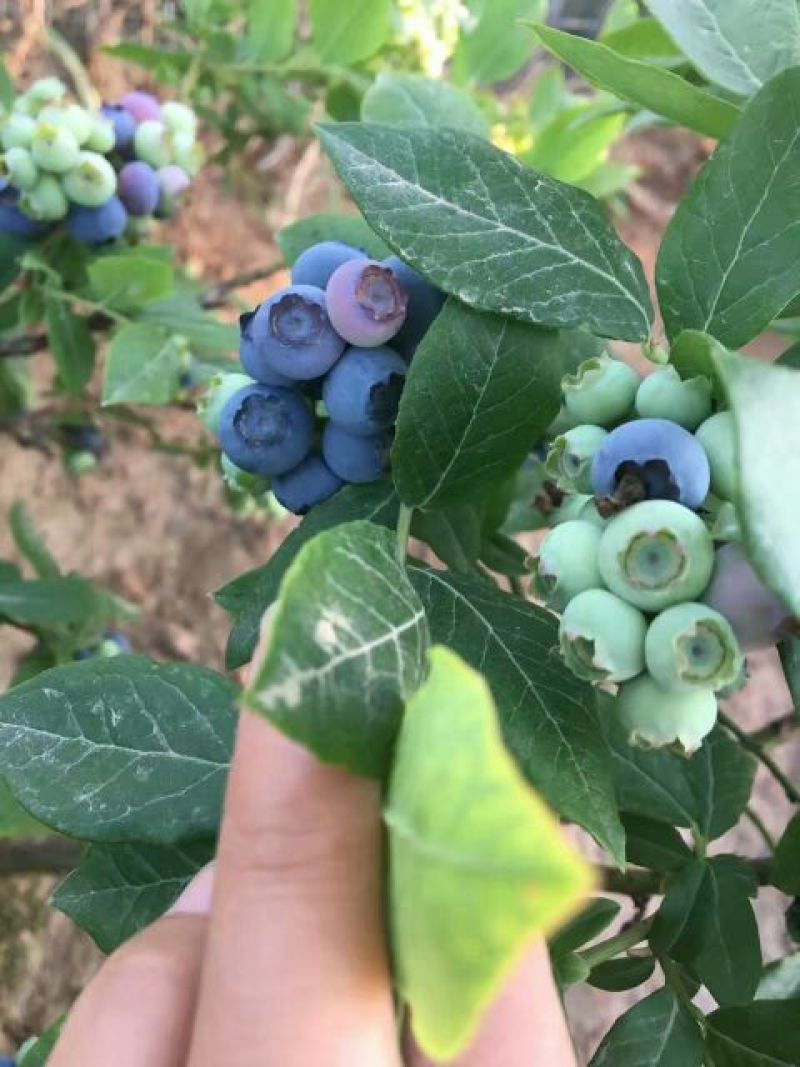 蓝莓鲜果12~14mm以上