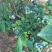 蓝莓鲜果12~14mm以上
