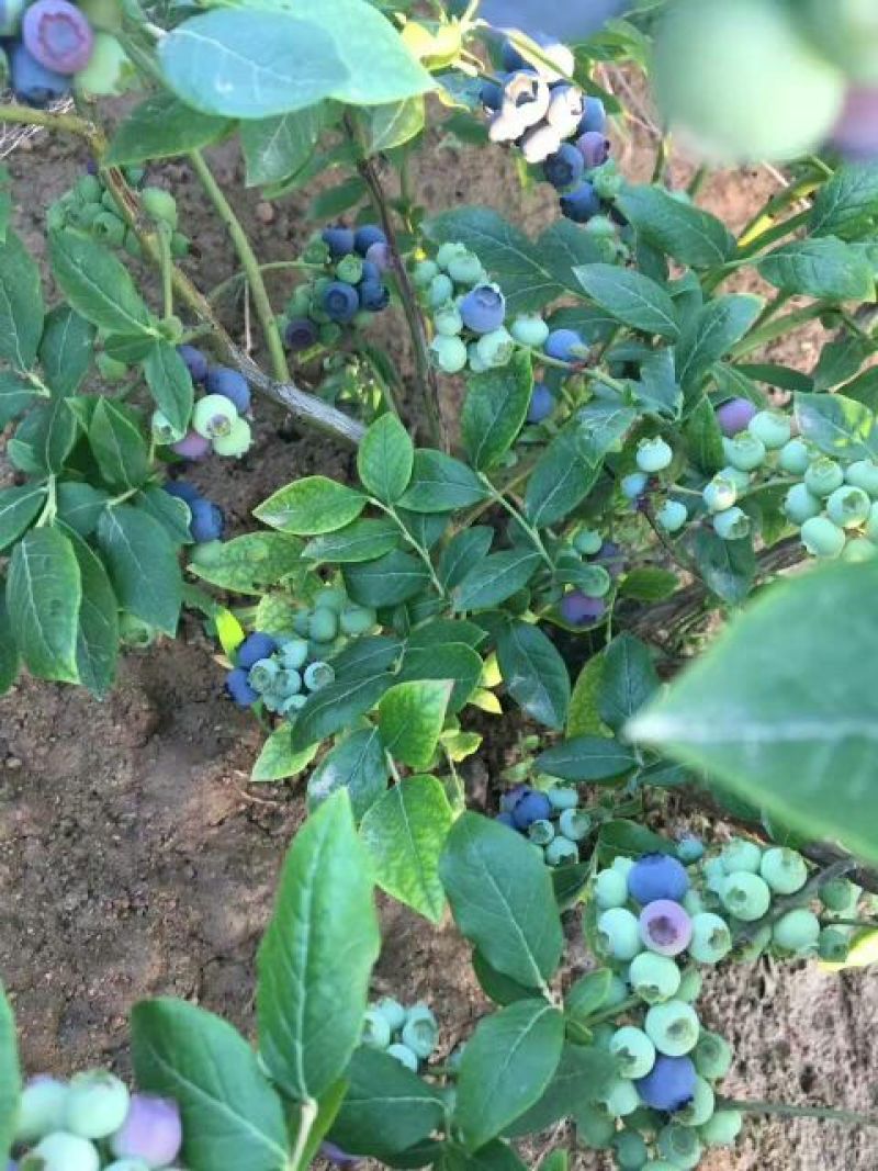 蓝莓鲜果12~14mm以上