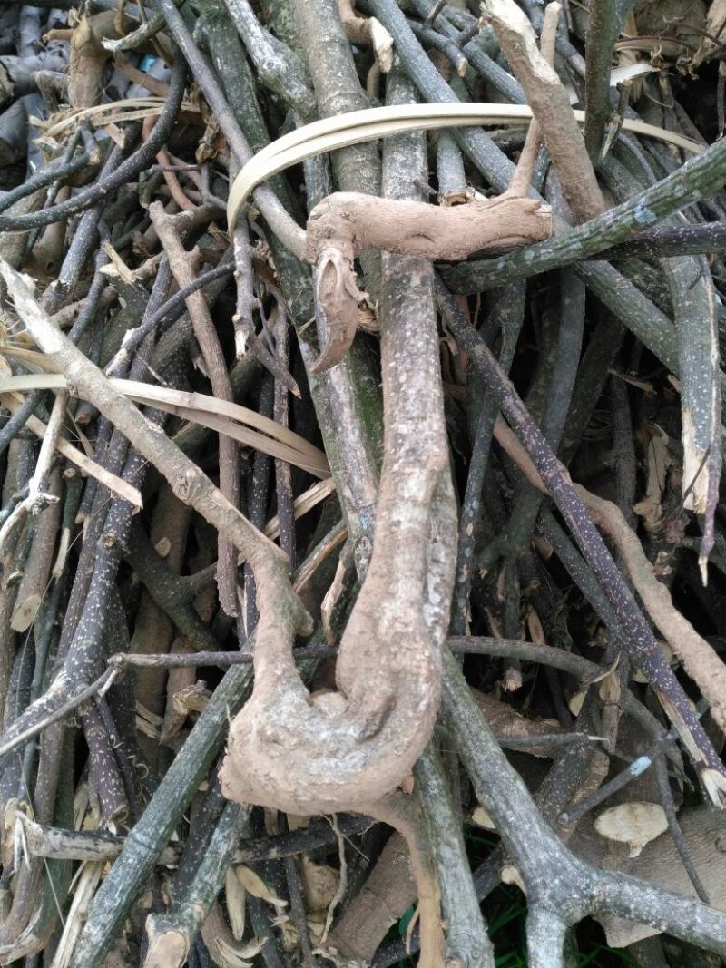 羊角拗