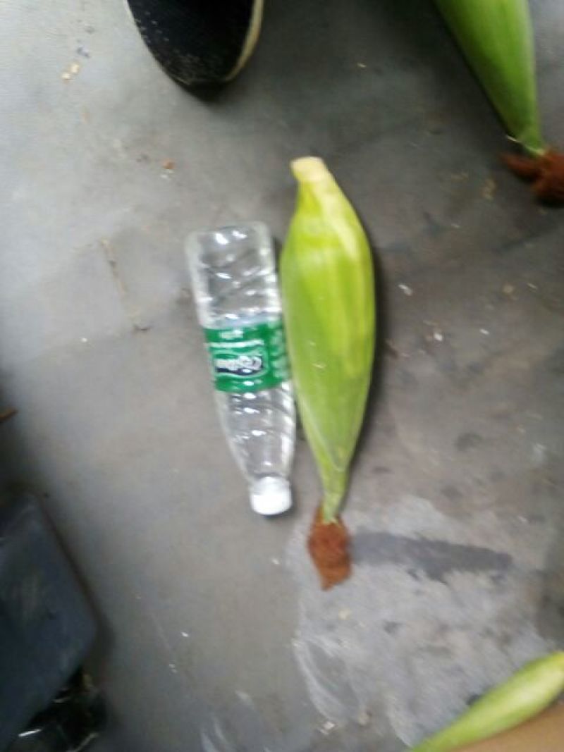 鲜玉米