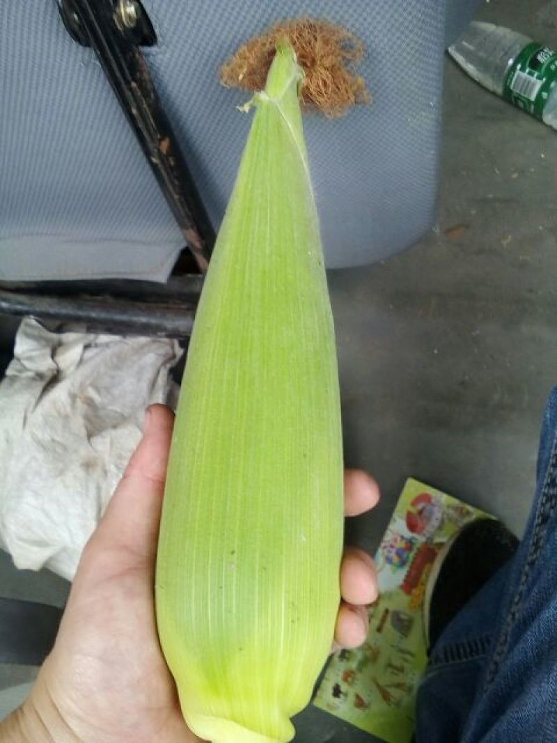 鲜玉米