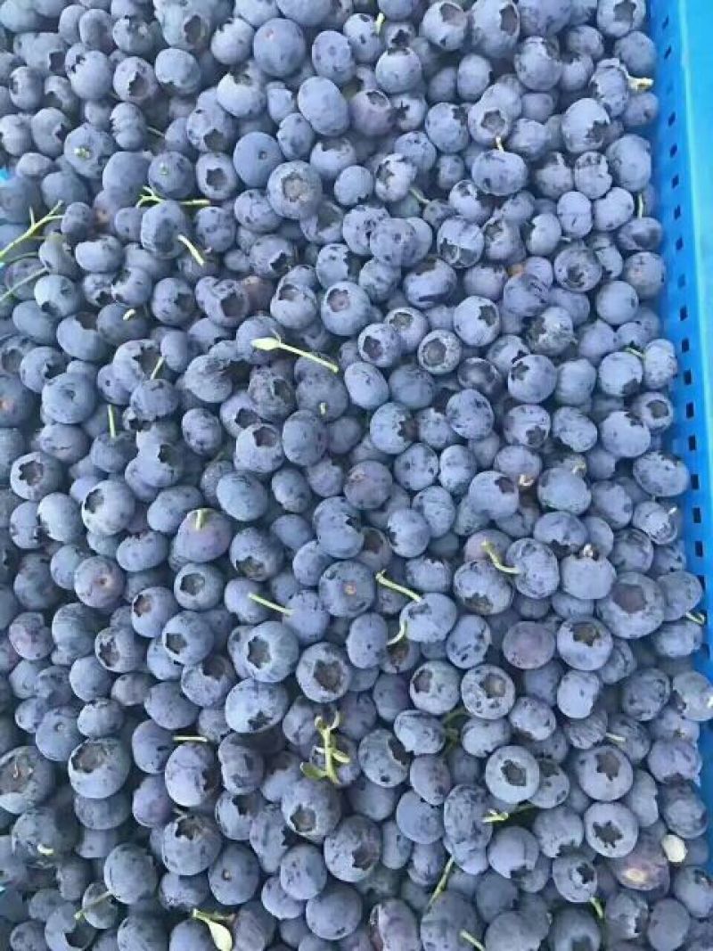 蓝莓苗当年挂果苗批发基地优瑞卡蓝莓苗