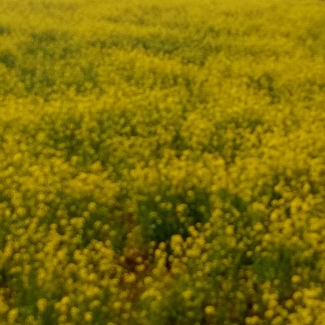 油菜籽1