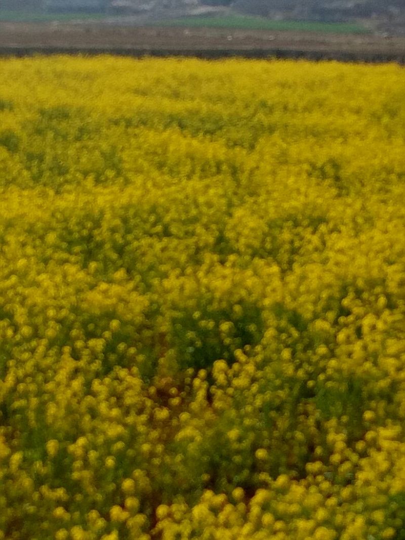 油菜籽1