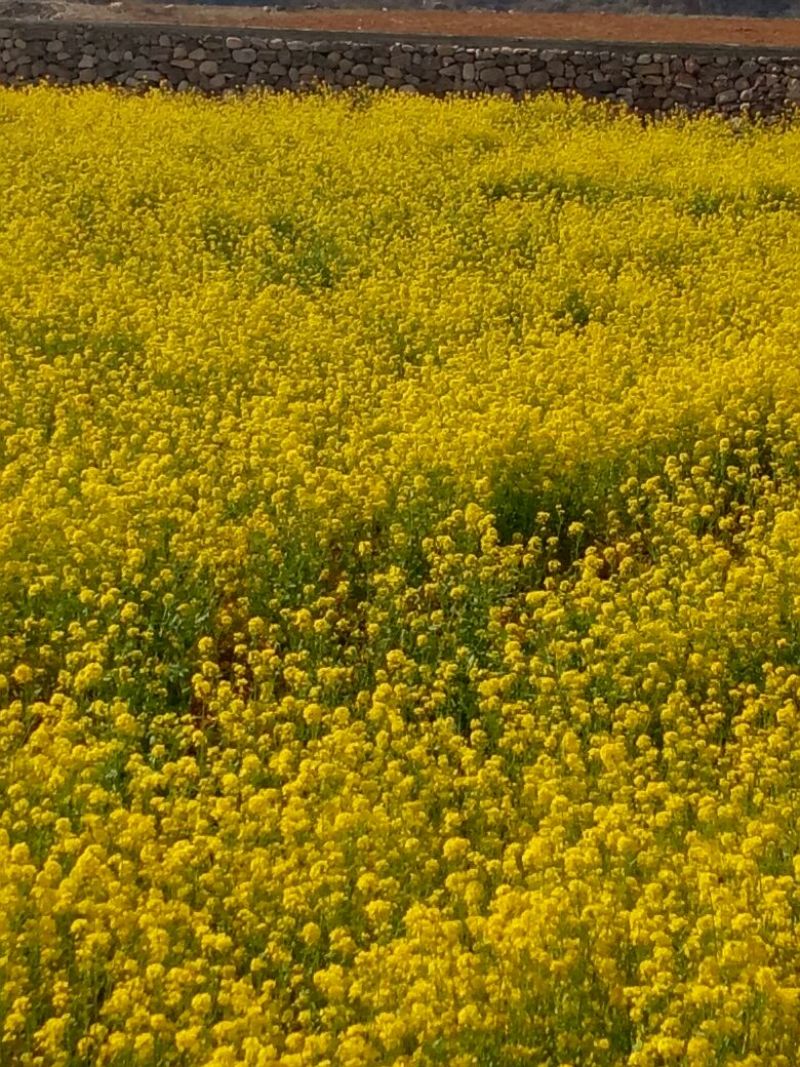 油菜籽1