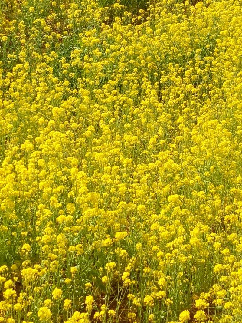 油菜籽1