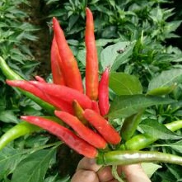 艳红辣椒5~10厘米红特辣