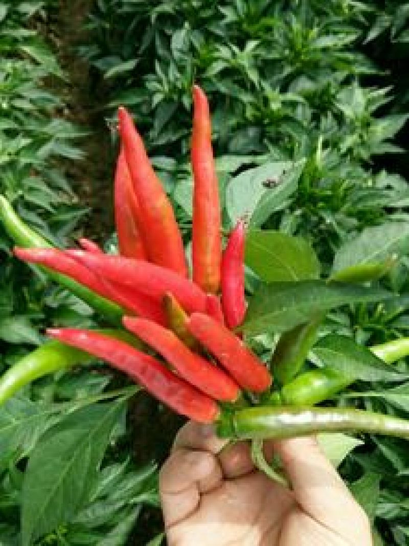 艳红辣椒5~10厘米红特辣