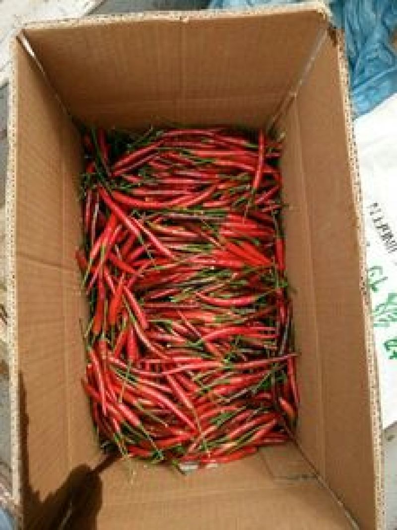 艳红辣椒5~10厘米红特辣