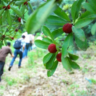 杨梅2~2.5cm