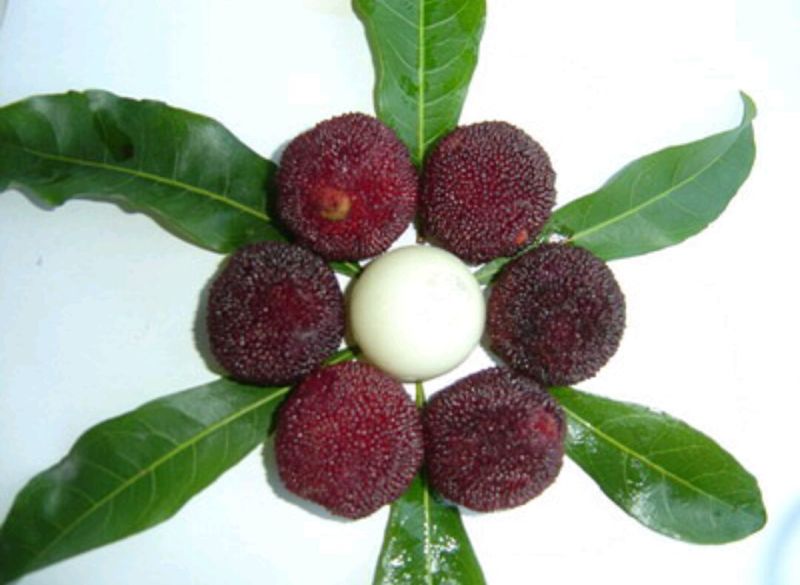 杨梅2~2.5cm