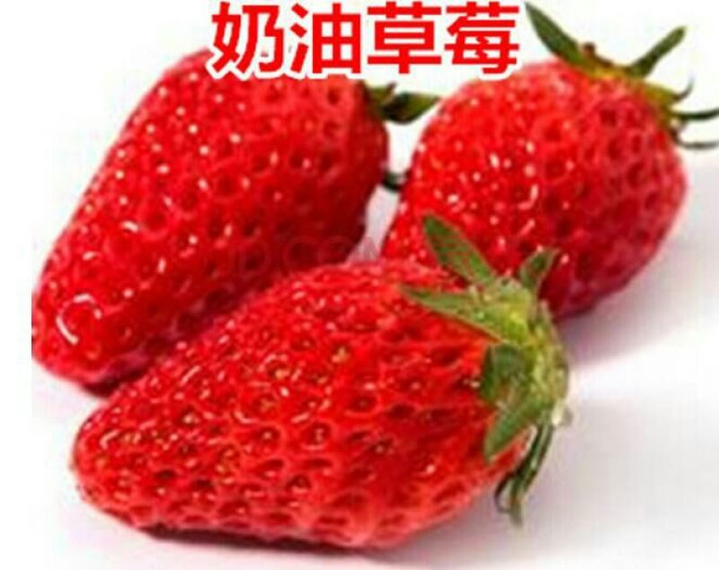 章姬草莓苗20~30cm