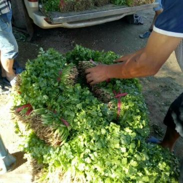 香菜10~15厘米以上