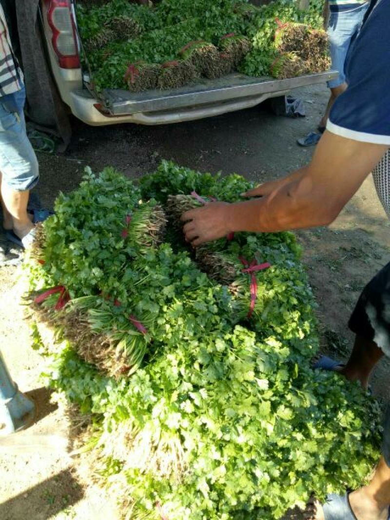 香菜10~15厘米以上