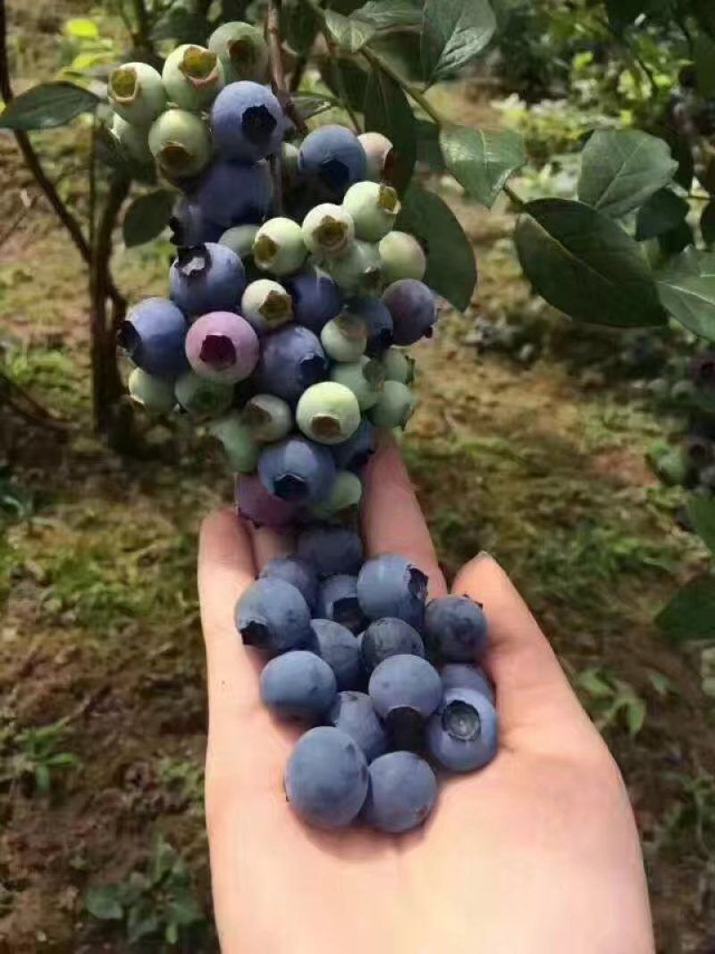 蓝丰蓝莓鲜果6~8mm以上