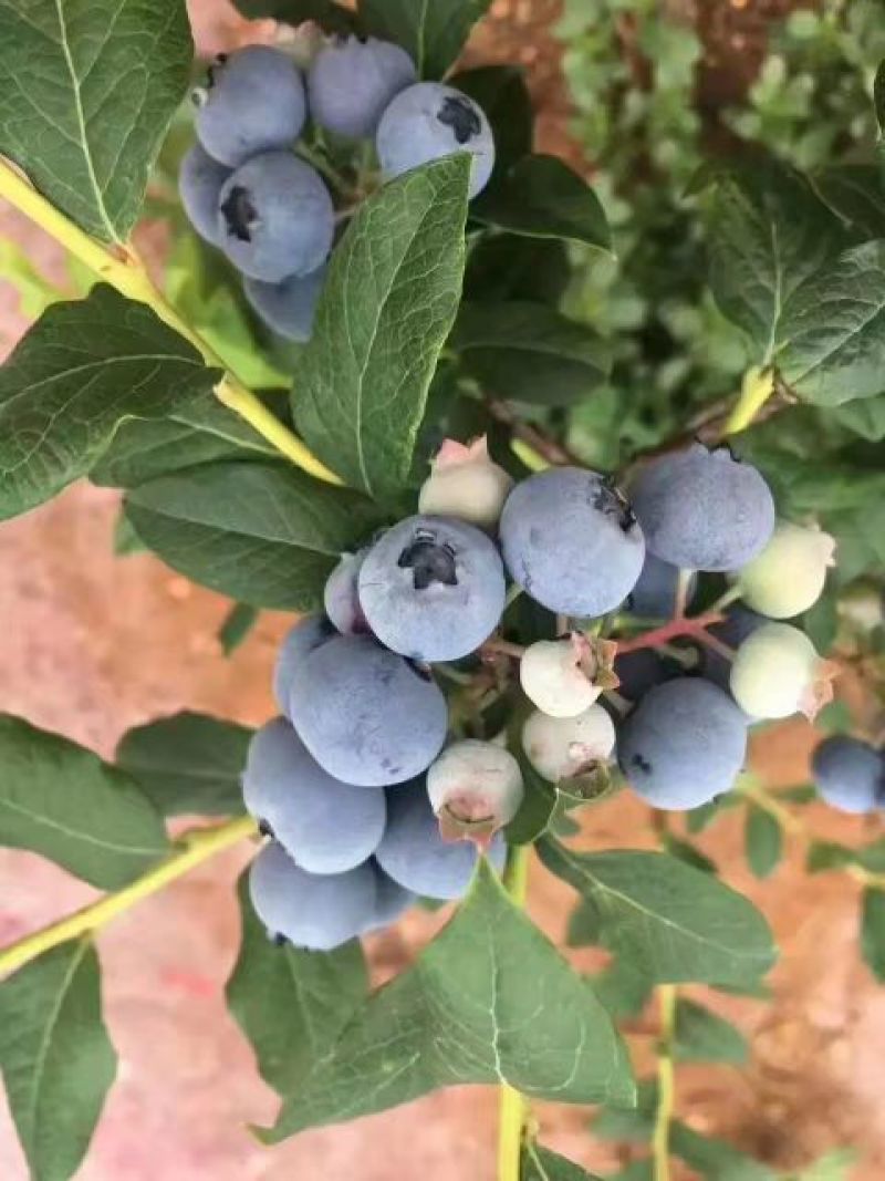 蓝丰蓝莓鲜果6~8mm以上
