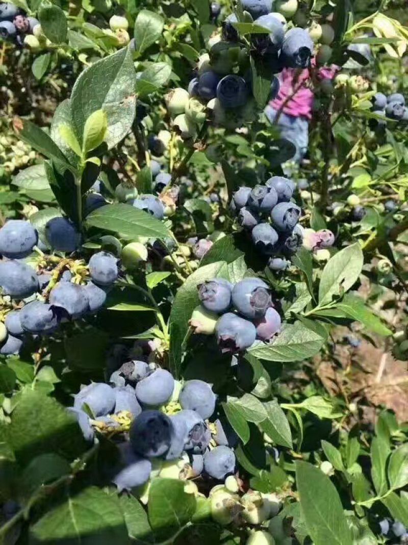 蓝丰蓝莓鲜果6~8mm以上