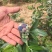 蓝丰蓝莓鲜果6~8mm以上