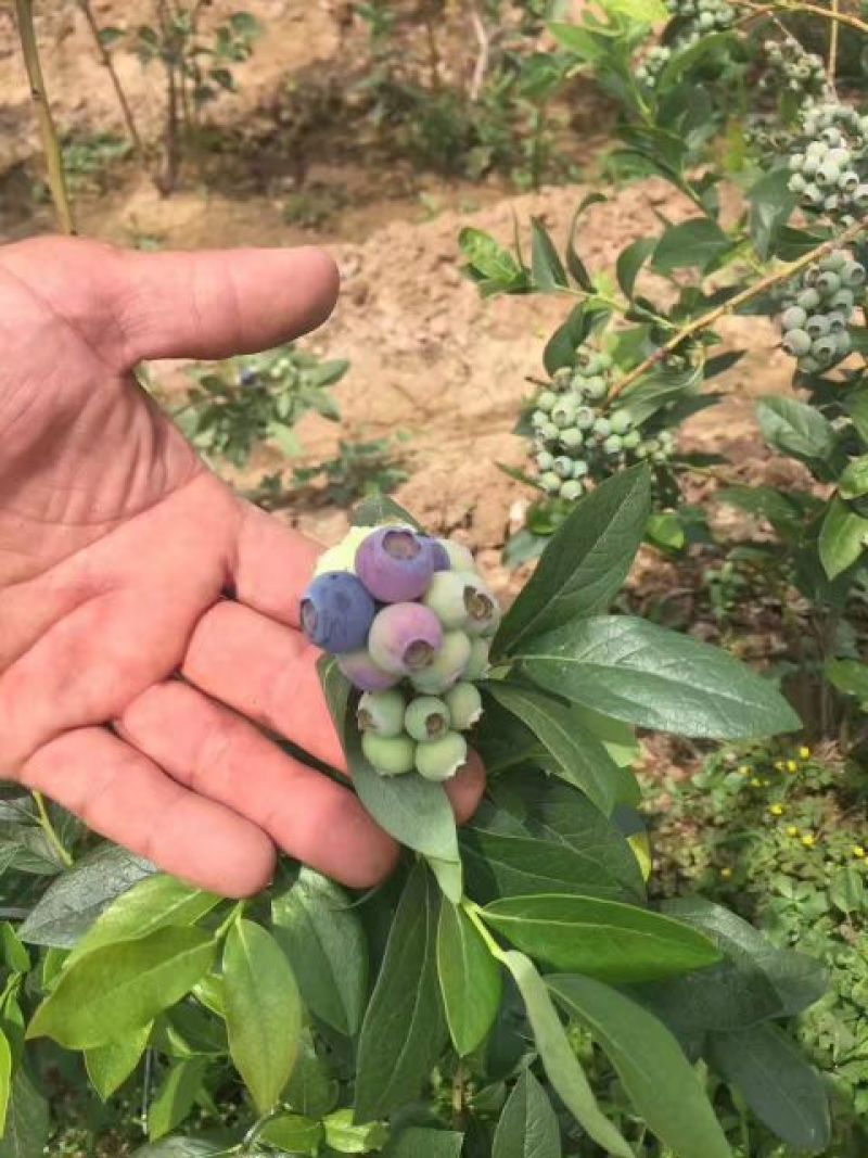 蓝丰蓝莓鲜果6~8mm以上