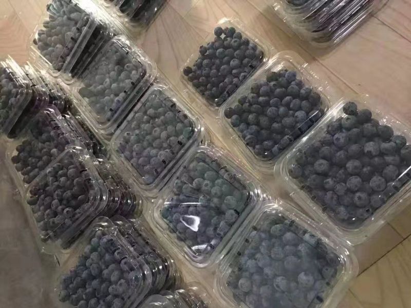 蓝丰蓝莓鲜果6~8mm以上
