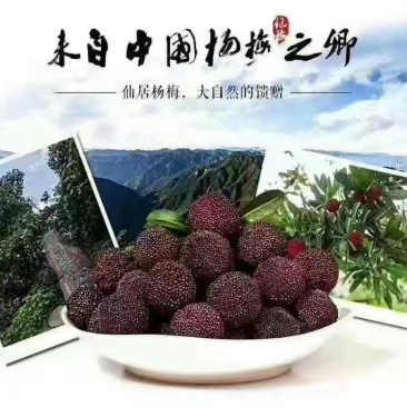 仙居杨梅4~5cm