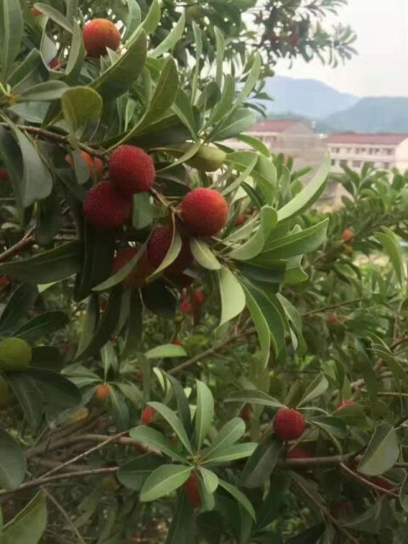 仙居杨梅4~5cm