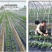 地膜黑地膜白地膜农用除草膜