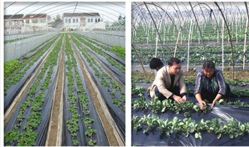 地膜黑地膜白地膜农用除草膜