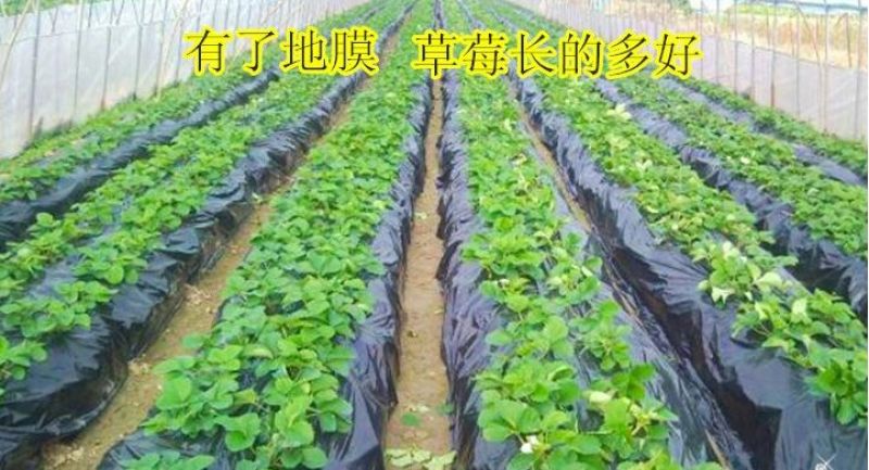 地膜黑地膜白地膜农用除草膜