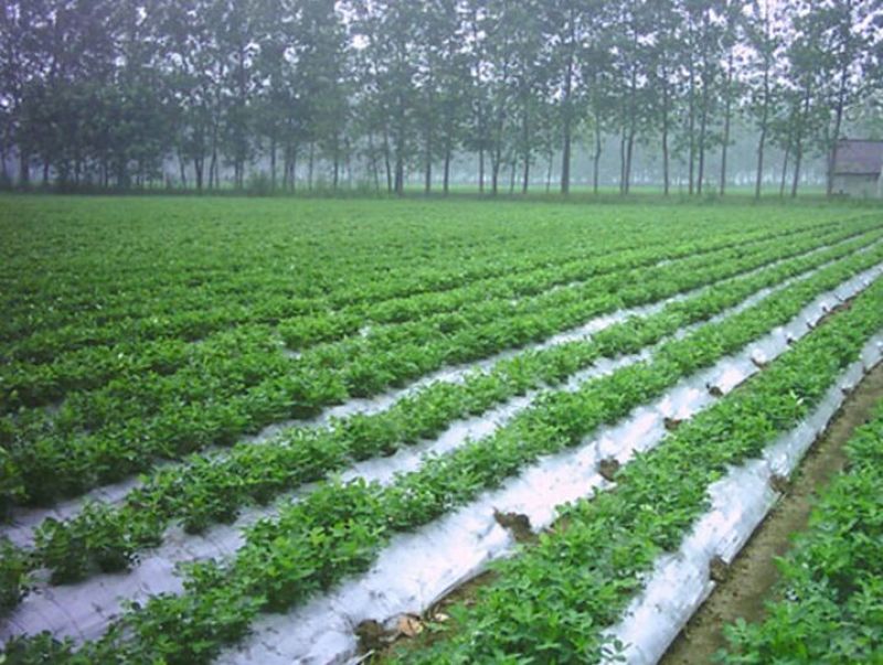 地膜黑地膜白地膜农用除草膜