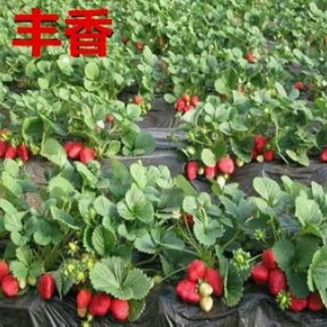 丰香草莓苗20~30cm