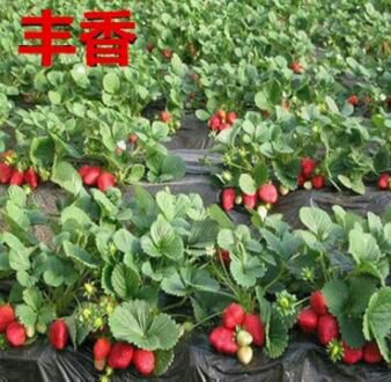 丰香草莓苗20~30cm