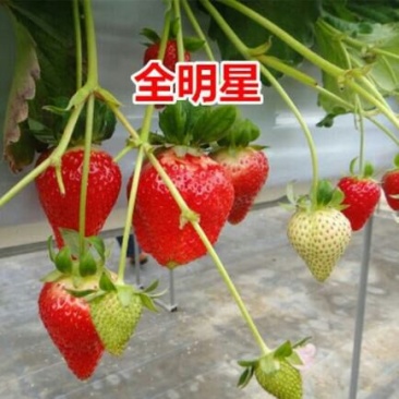 全明星草莓苗20~30cm