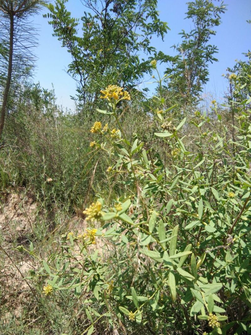 黄芫花