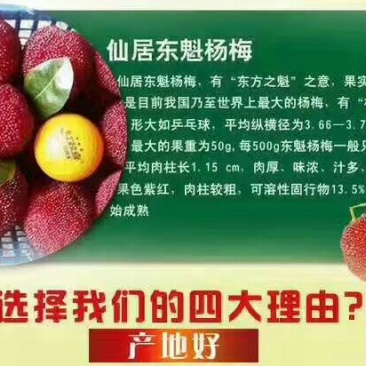杨梅3~4cm