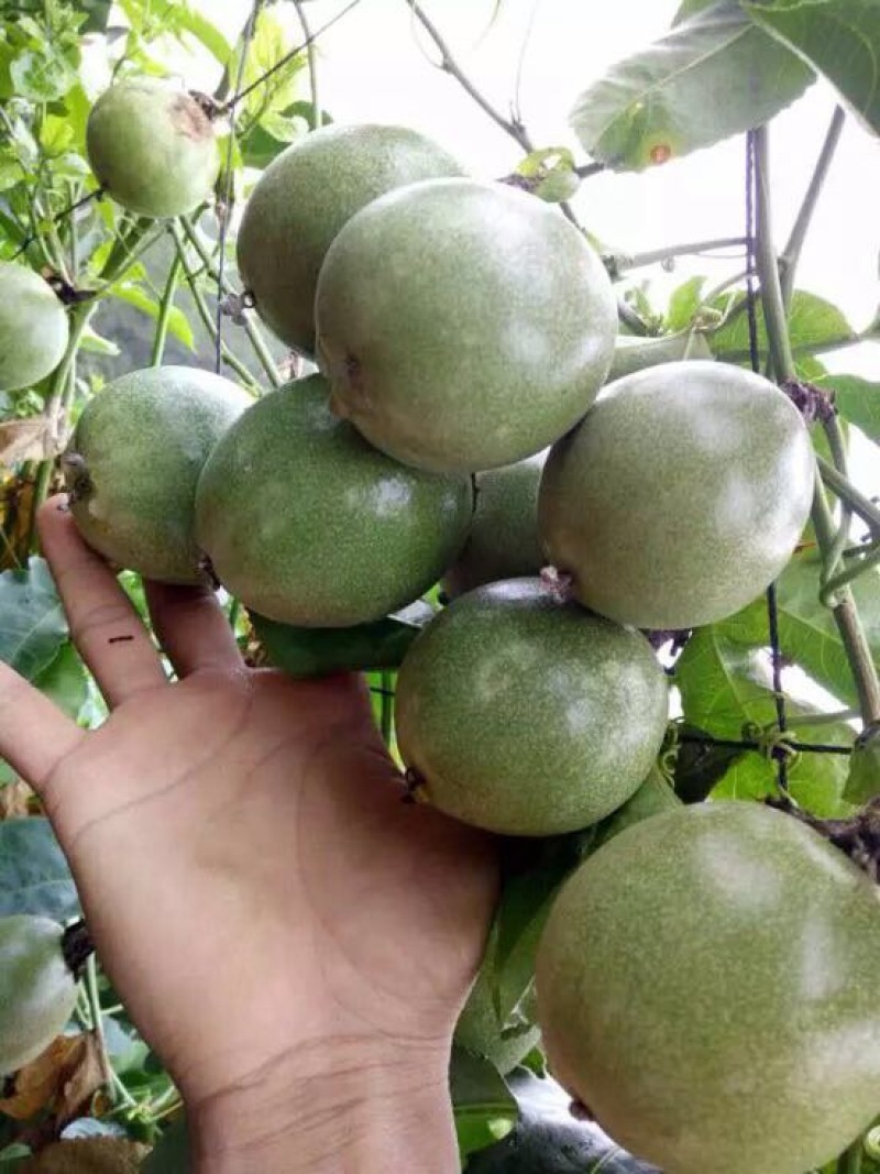 百香果苗