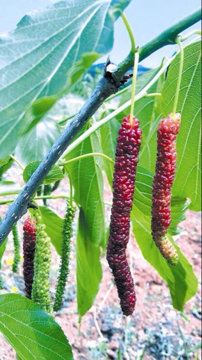 桑树苗