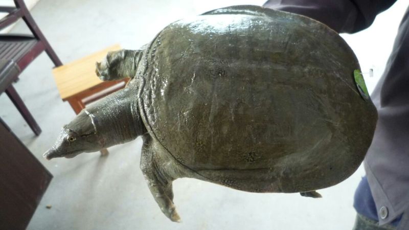 鳖1.5~2斤