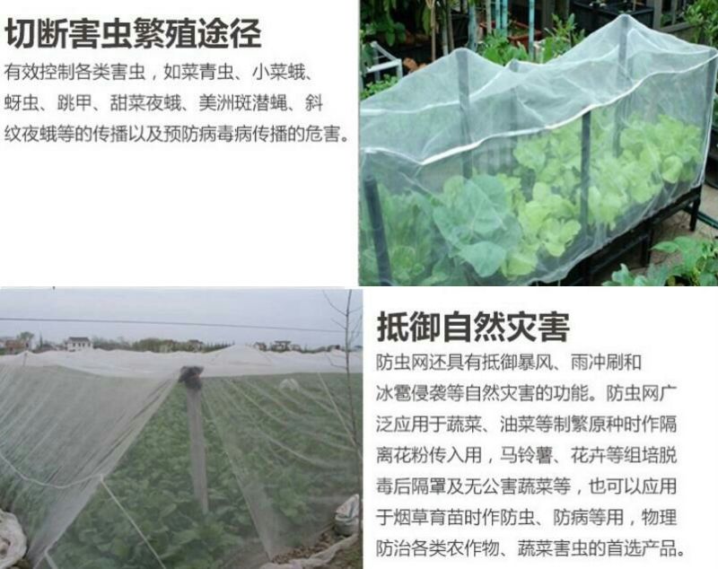 防虫网80目