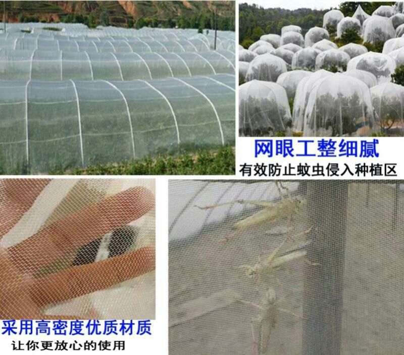防虫网80目