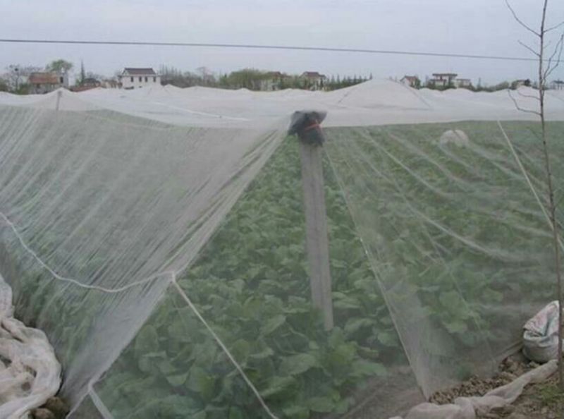 防虫网80目